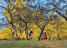 Florecimiento de los Guayacanes, un espectáculo de la naturaleza para iniciar el 2020